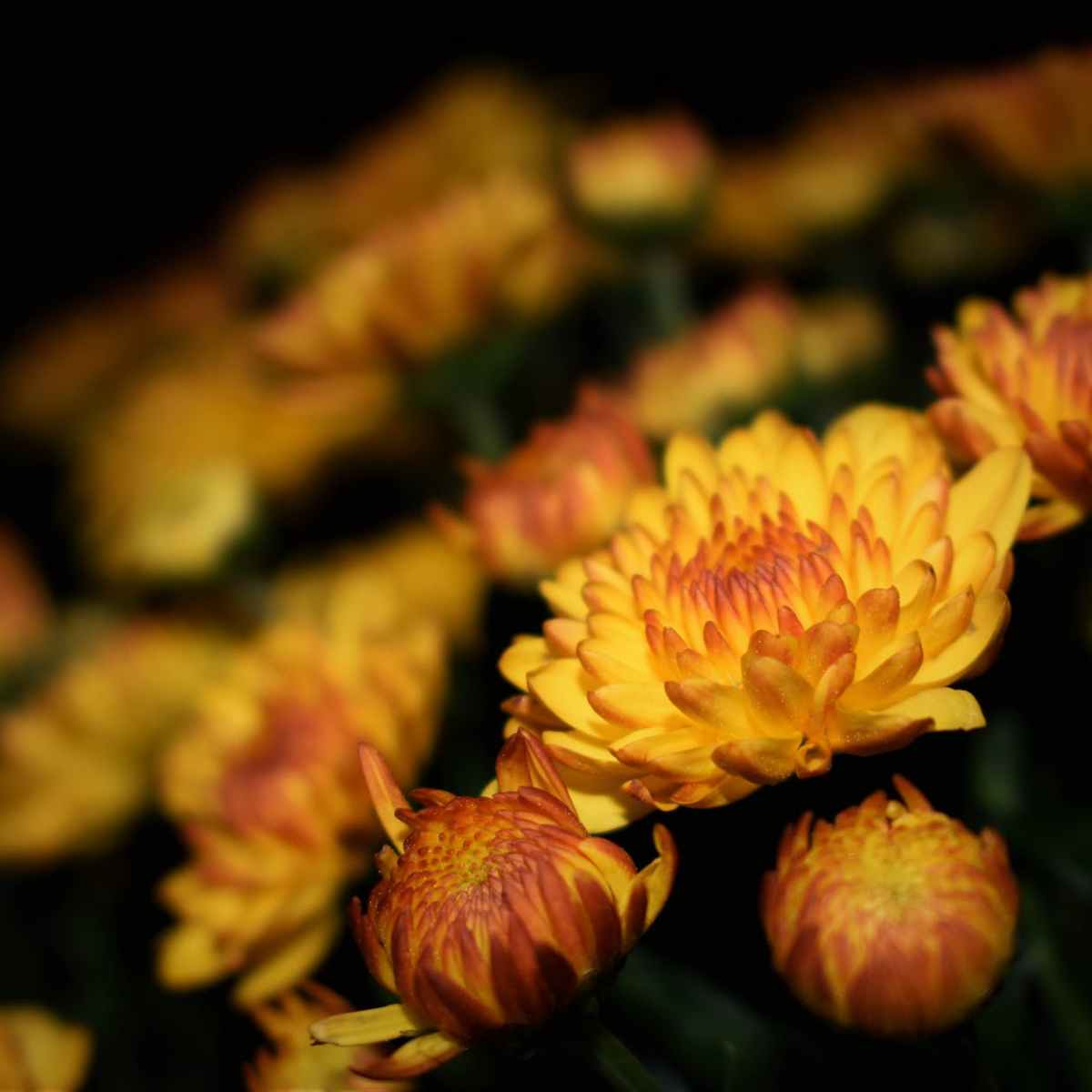 Beautiful Word Of The Month:&nbsp;Believing!